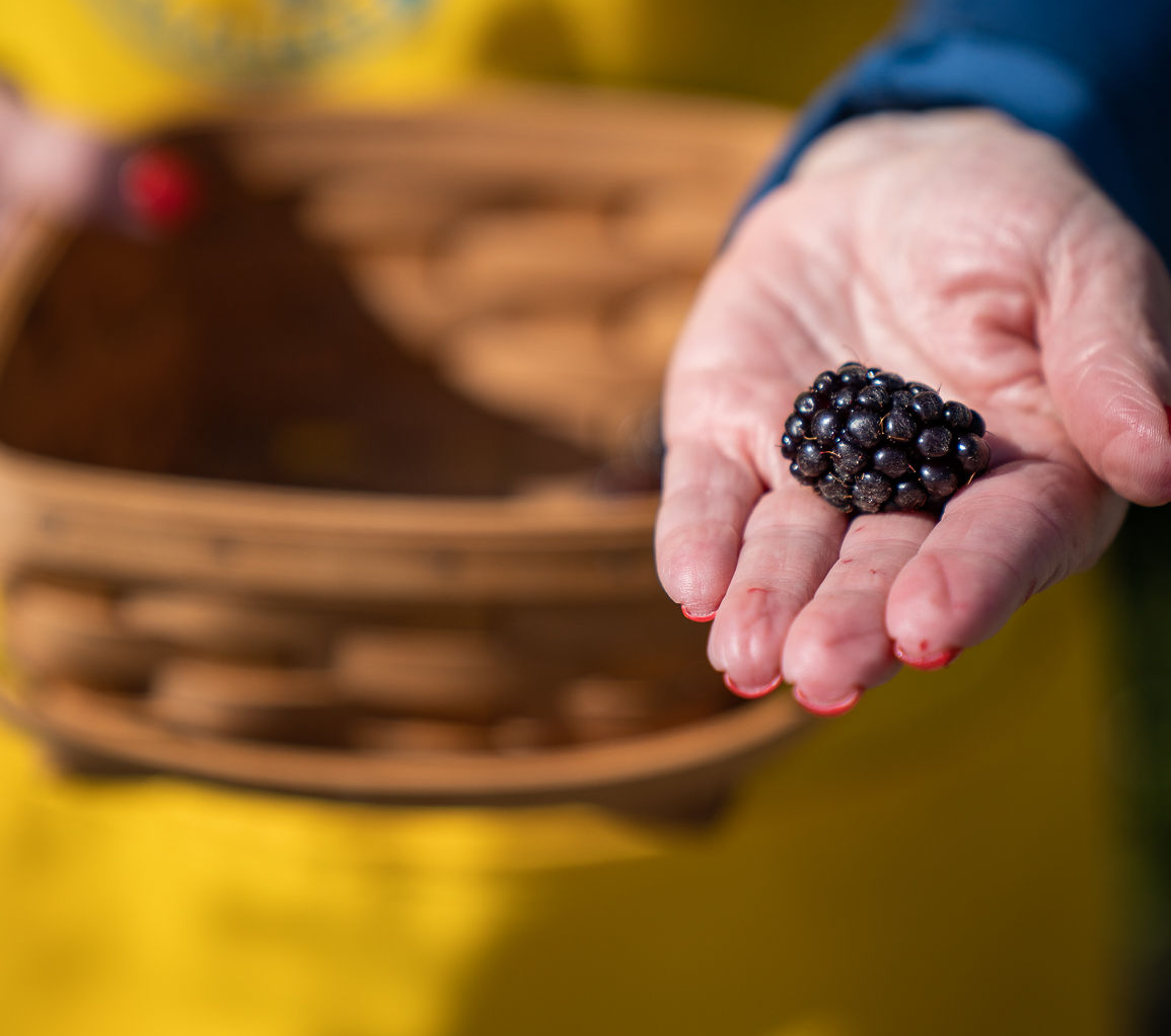 Woman's hand holding a blackberry